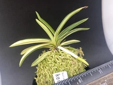 (BIN)Neofinetia falcata(japaneseorchid)stripe/KEIGA　慶賀