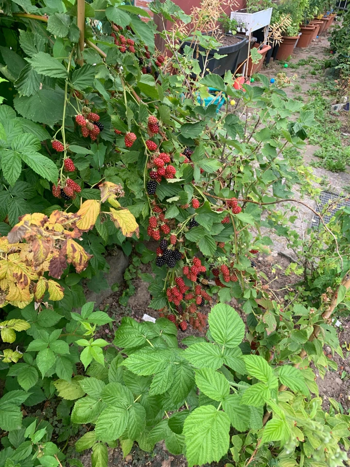 Brombeere Sorte Navaho 25+ Samen - Dornenlos, Saatgut, Samenfest, Große Früchte - Bild 3 von 3