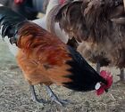 Vorwerk Hatching Eggs (12+)Purebred & Npip