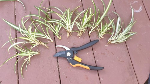 Spider Small Baby Plants x4 Easy Grow Hardy Indoor Outdoor (Chlorophytum Comos) - Picture 2 of 15