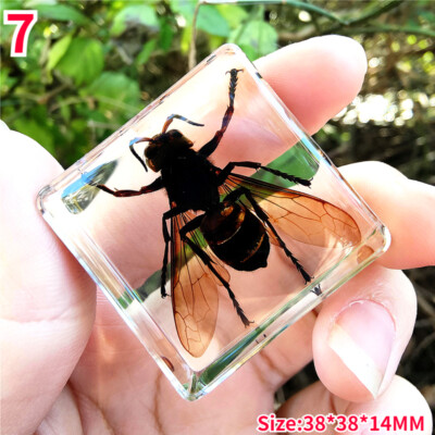 20 Insetti In Resina - Collezione Decorativa Con Campioni Reali | Fermacarte Artistico Per Scrivania - Foto 4