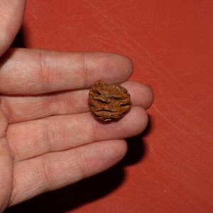Meta Sequoia Pine Cone Fossil - Hell Creek Formation Cretaceous DISCOVERED 2019