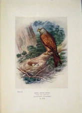 Original Old Antique Print Kite Falcon Colour Bird Egg Fine Art