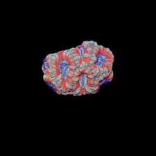 WYSIWYG Red and Green Asian Acan Lord Live Coral Frag SPS LPS Reef Aquarium