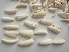 5PC Alligator Teeth for Making Gator Teeth Necklace Crafts About 1" ~ 1 1/4"