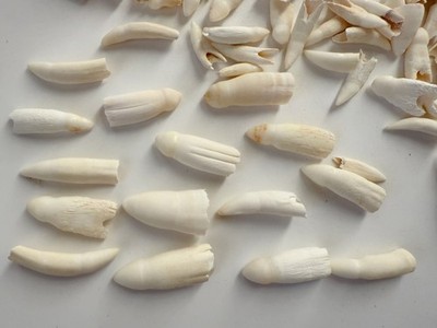 12PC Alligator Teeth for Making Gator Teeth Necklace Crafts About 1'' ~ 1 1/4''