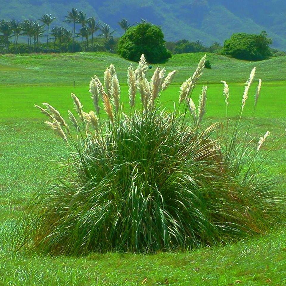 1 X WHITE ALBA CORTADERIA SELLOANA PAMPAS GRASS PUMILA TALL FEATHERY DECORATIVE - Image 4 of 4