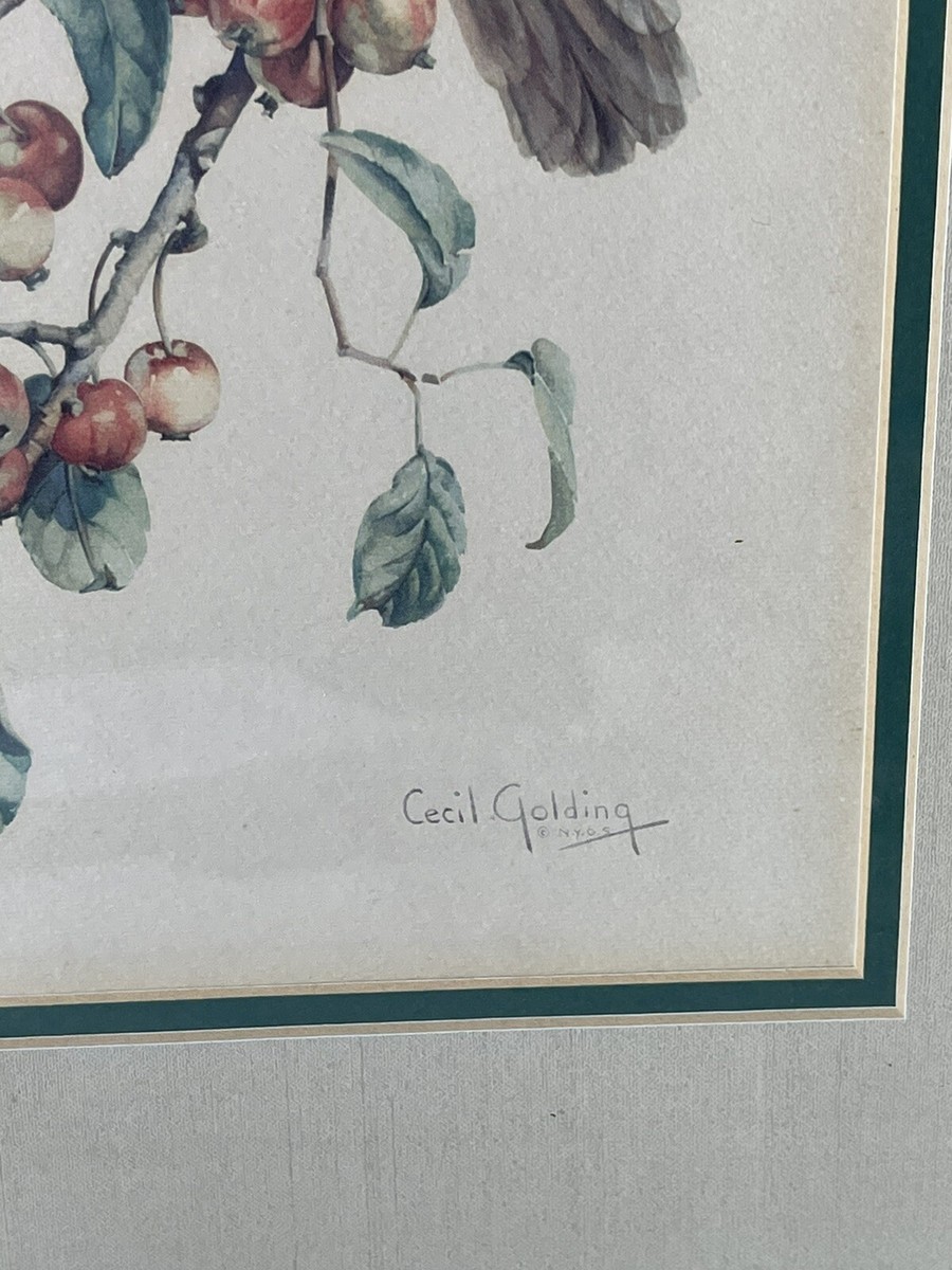 Cecil Golding 1970's Bird Audobon Print Signed 17.5” X 22.5