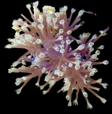 Live Soft Coral  Cespitularia Purple 1"-2"