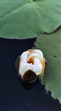 5 White Pond Lilly, water lilly.. Nymphaea Alba.. Bare Root