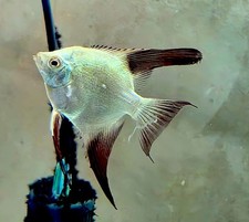 3 1 FREE Tank Raised Bulgarian Green Seal Point Angelfish, NICKEL SIZE