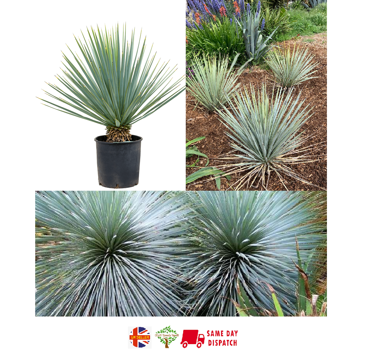 Blue Yucca (Yucca Rigida) | 20+ seeds | Stunning & Hardy | Same