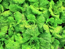 500 LETTUCE LEAF BASIL Ocimum Basilicum Huge Leaves Herb Seeds *Flat Shipping