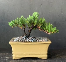 bonsai trees for sale, live plant, glazed pot, Japanese style, indoor/outdoor