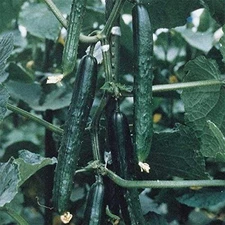 Tasty King Hybrid Cucumber Seeds (25 Seed Package)