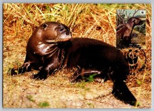 Peru 2004 Giant Otter Set of Four FDC Maxi Cards