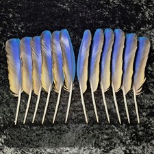 12 Blue and Gold Macaw Wing Feathers 9 inch to 11 inch Naturally Molted
