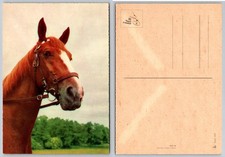 Vintage ilo Color Postcard Chestnut Horse Head White Blaze Western Germany