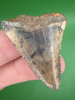 #ad Uniquely Patterned 1.56” Great White Shark Tooth Fossil Real Shark Teeth Fossils $27.00