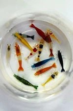 MIXED COLOR  NEOCARIDINA AQUARIUM SHRIMP FOR BEGINNER SHRIMP KEEPER