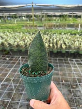 Sansevieria WhaleFin  SNAKE PLANT  LIVE Houseplant in 4" Pot