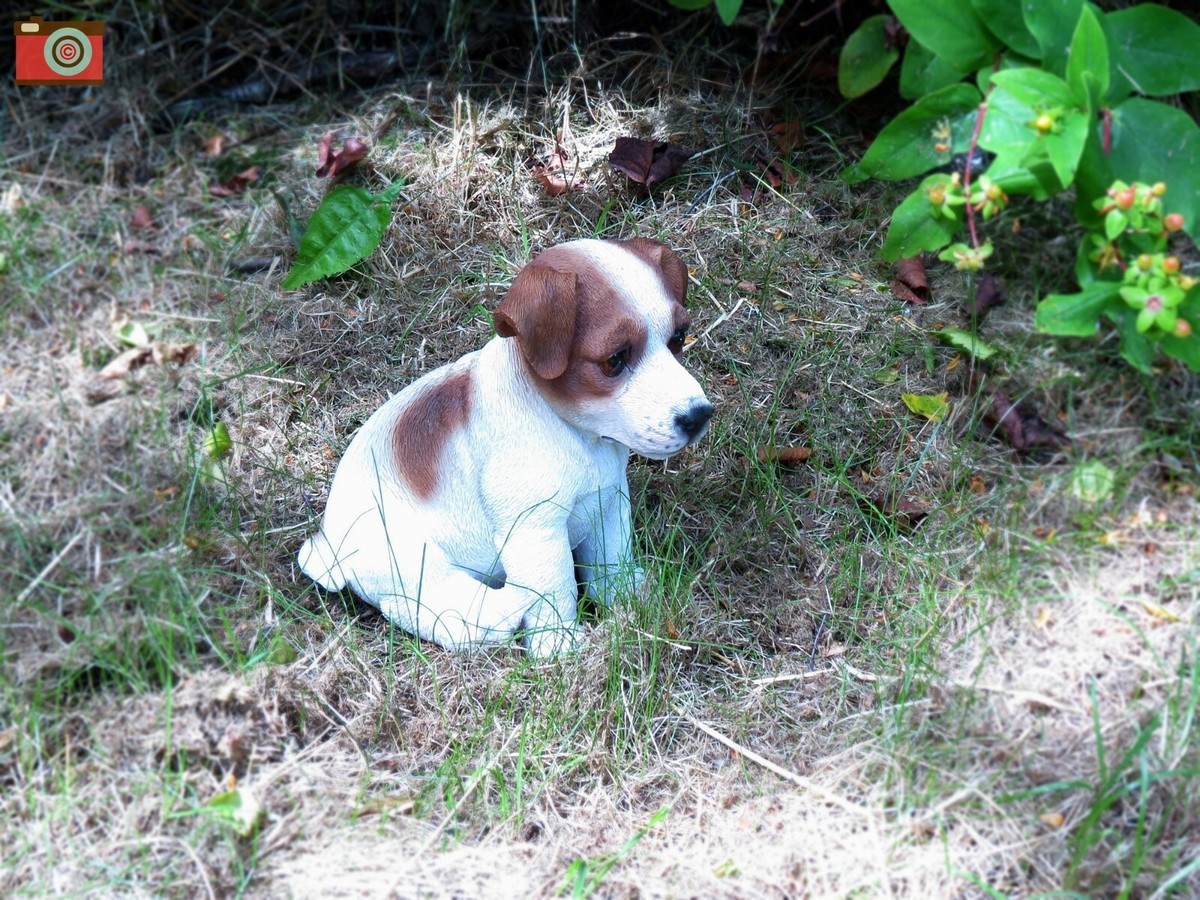JACK RUSSELL PUPPY, Vivid Arts, So Cute Home & Garden Ornament - Foto 8