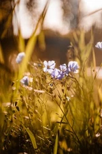 TESSAR 2.8/50 M42 lens aus JENA (CARL ZEISS JENA) Trioplan "bubble effect" CLA