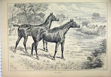 Original Old Antique Print 1890 Horses Field Carriage Road Country Scene 19th