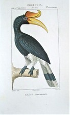 Turpin Original Antique Bird Print; Hand Colored Engraving: Florence, 1830