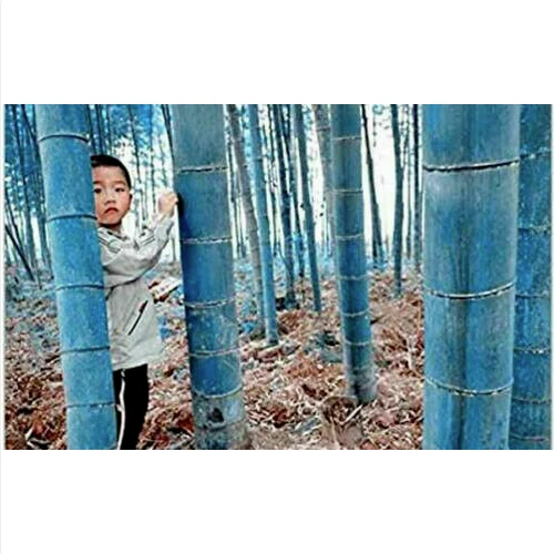 WHITE 10 GRAINES DE BAMBOU BAMBOU BLEU GÉANT Phyllostachys +cadeau