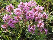 Seeds Thyme Bogorodskaya Grass Perennial Herb Rare Organic Heirloom Non GMO