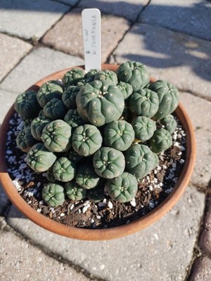 Rare Seed Grown Cactus, Extremely Old,  Jordy Cluster 5.5 in Diameter, Plant #2