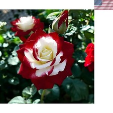 10 Rare Bi-Colored Red White Rose Seeds - Heirloom Non-GMO Garden Blooms