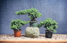  3  Japanese Dwarf Juniper Pre  Bonsai trees