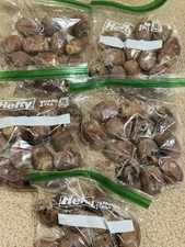 Burr Oak Acorns, WithOUT Shells. November 2025, Texas. Uncleaned. 13 per order. 