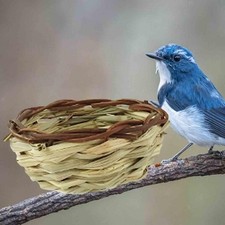 Nid d'oiseau rond, nid d'hirondelle de printemps pour Wren, , mésange