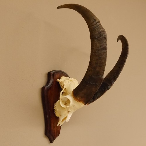 Élan Énorme Plusieurs Bois Trophée Du Crâne Plaquette de D'Orignal 79