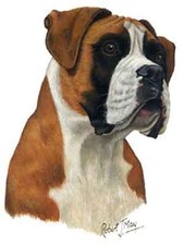 BOXER UnCropped Ears Dog Robert May Art Greeting Card Set of 6