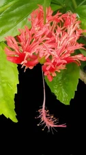 JAPANESE LANTERN Hiibiscus Tropical Plant Rare Species Red Fringed Single Bloom