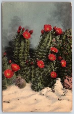 Postcard White Sands Cactus In The White Sands Region, Unposted