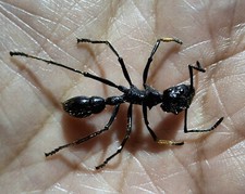 FORMICIDAE/ REAL BULLET ANT SPECIMENT PARAPON...