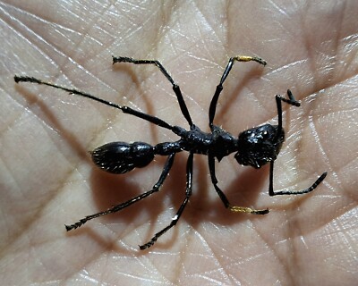FORMICIDAE/ REAL BULLET ANT SPECIMENT PARAPONERA CLAVATA SIZE 19-24MM LOT OF 10.