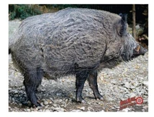 Western Recreation DM200 Duramesh 25 in X 32 in Archery Wild Boar Target