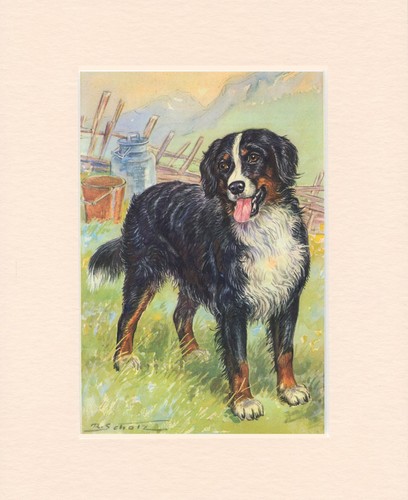 BERNESE MOUNTAIN DOG ORIGINAL OLD 1950's DOG ART PRINT READY MOUNTED