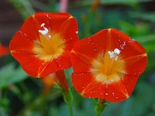 Native Morning Glory Ipomoea Coccinea ORANGE NOAH Hummingbird Vine 30 Seeds 2025