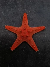 Pentaceraster multispinis 90mm Sea shells Beach home decor. #14851