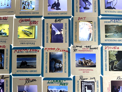 HUNDREDS OF 35mm SLIDES OF WORLD ANIMALS LIONS TIOGERS CAMELS BATS HIPPOS RHINOS - Picture 6 of 9