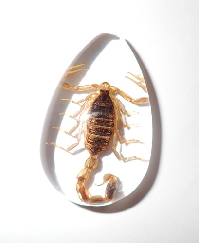 Cabochon Golden Scorpion Pear Shape (cut top) 46x30 mm Clear 18 pieces Lot - Picture 12 of 18