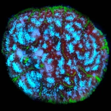 CORALS OF EDEN ~ Frozen Tundra Leptoseris Coral Frag - Live Coral for Sale LPS