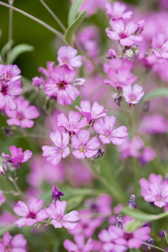 Gypsophila repens 'Rosea', Teppich-Schleierkraut, rosa, ca. 9x9 cm Topf - Bild 4 von 4
